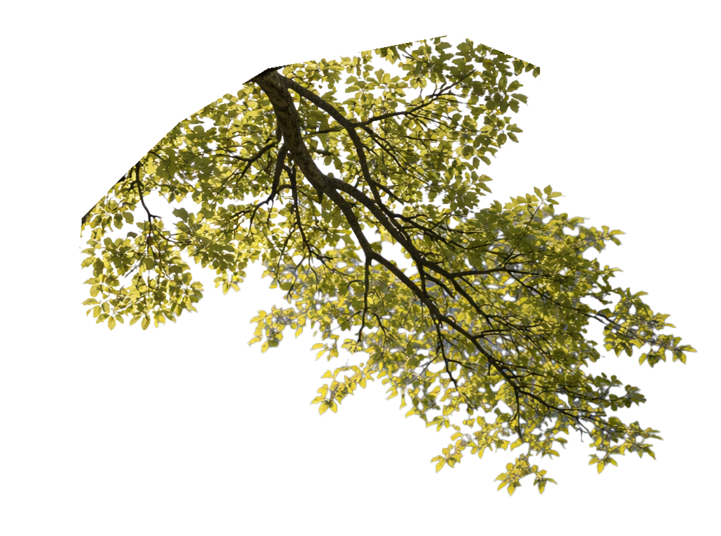 Ветка на карточке мероприятия